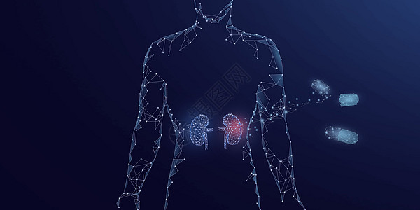 人体器官肾脏药物治疗图片