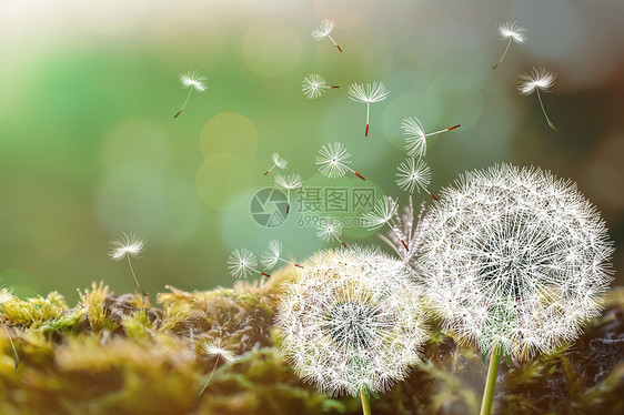 梦幻蒲公英图片