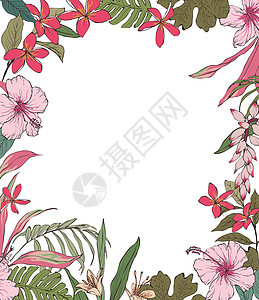 热带花卉边框背景图片
