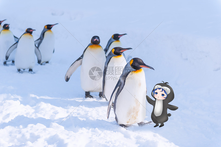 企鹅宝宝插画图片下载 正版图片 摄图网