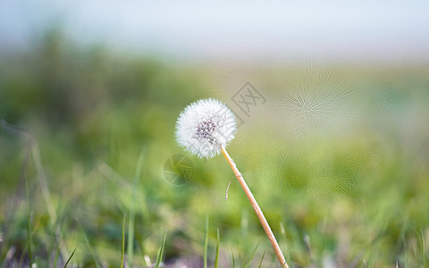 蒲公英背景图片