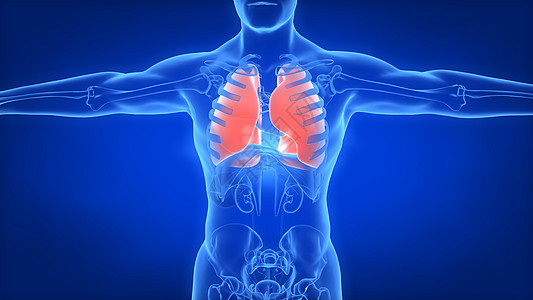人体肺部场景图片