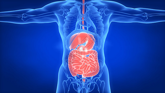 人体肝胃肠子结构图图片