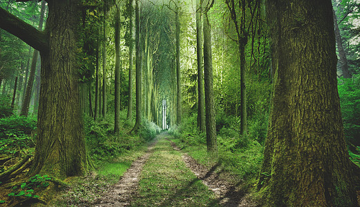 森林小道梦幻森林设计图片