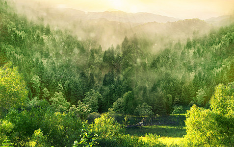 梦幻森林森林背景高清图片
