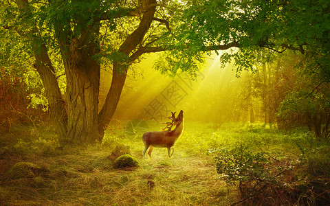 麋鹿梦幻森林场景设计图片