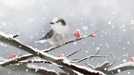 冬至雪中小鸟图片