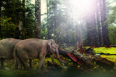 梦幻森林保护大象高清图片