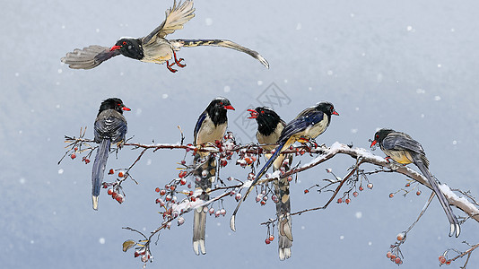 雪和鸟水墨风冬天鸟高清图片