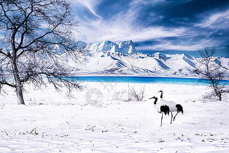 冬季雪景图片