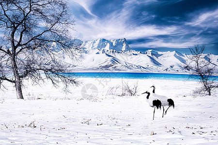 冬季雪景图片