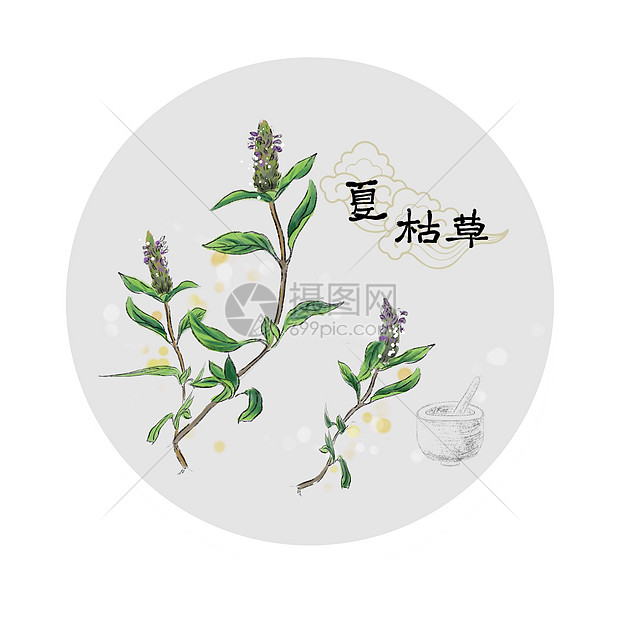 中草药插画图片