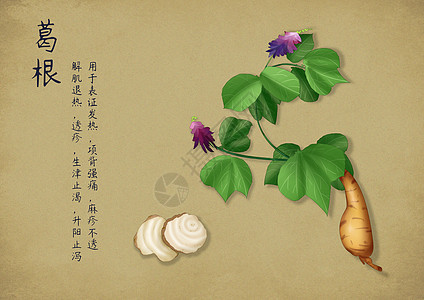 手绘中国风中药背景图片