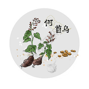 中草药插画背景图片