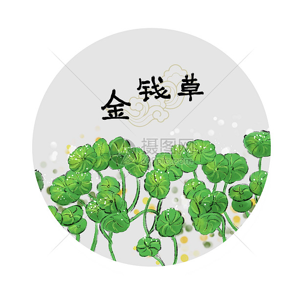 中草药插画图片