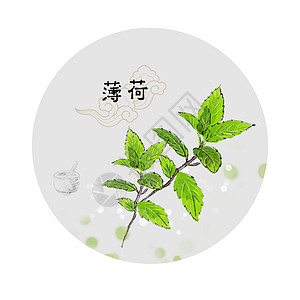 中草药插画薄荷中药材高清图片