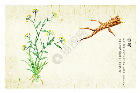 保胎中药柴胡插画