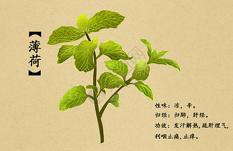 中药薄荷图片 中药薄荷素材 中药薄荷高清图片 摄图网图片下载 中药薄荷图片 中药薄荷素材 中药薄荷高清图片 摄图网图片下载