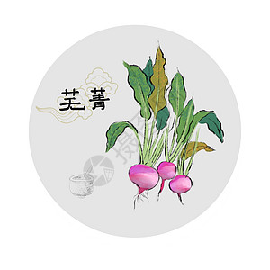 中草药插画图片