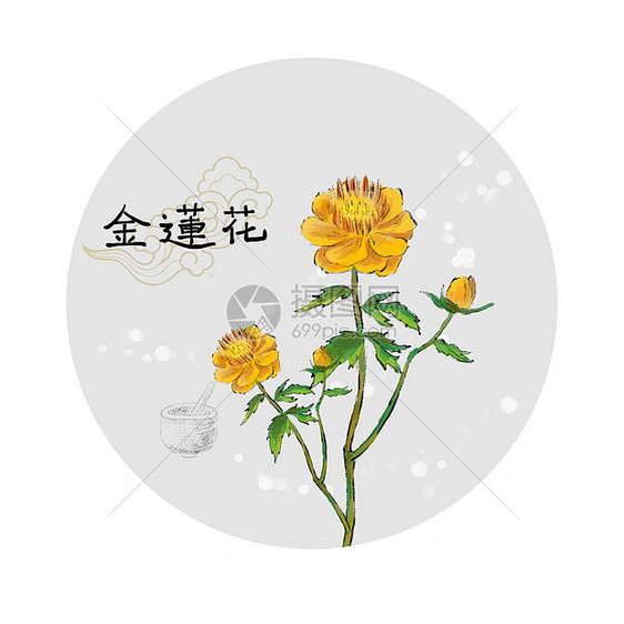 中草药插画图片