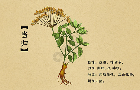 中草药当归插画图片