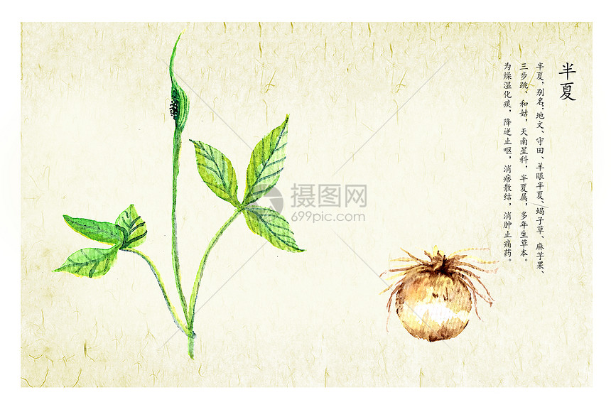 半夏插画图片下载 正版图片 摄图网