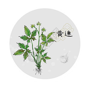 中草药插画图片