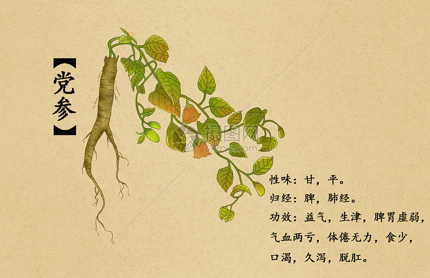 中草药党参插画插画图片下载-正版图片400983463-摄图网