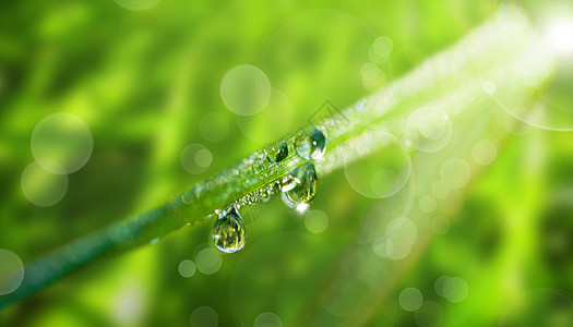 雨水 小草春天的植物设计图片
