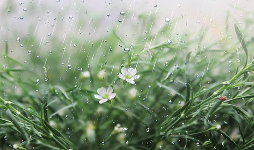 春雨图片