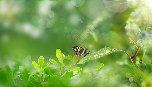 雨水风景春天风景设计图片