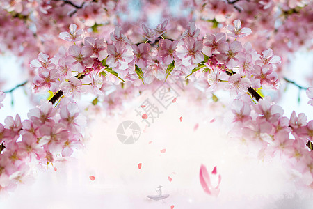 樱花樱花烂漫高清图片