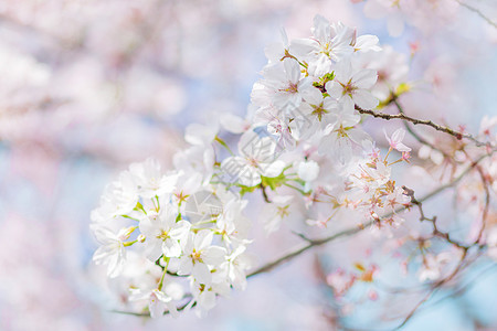 樱花背景图片