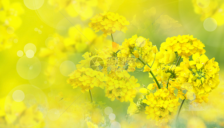 春天油菜花花朵图片