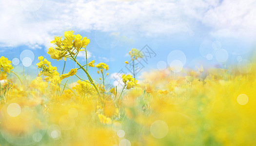 春天油菜花图片