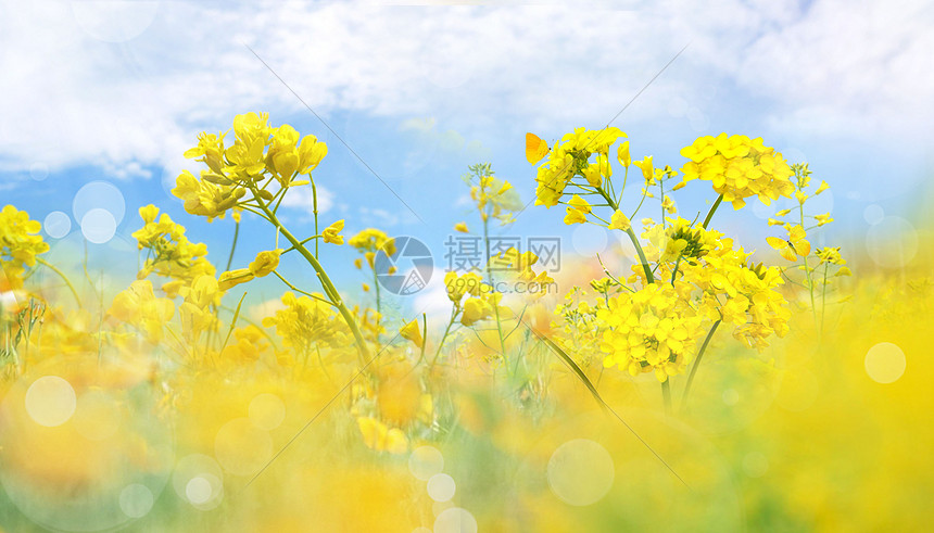 春天油菜花图片