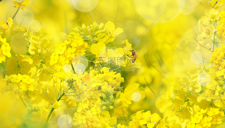 春天油菜花花朵图片