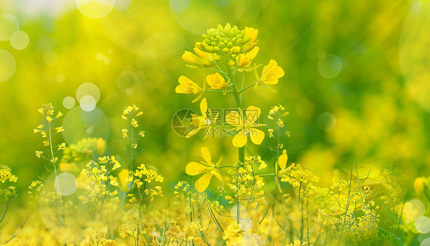 春天油菜花花朵图片