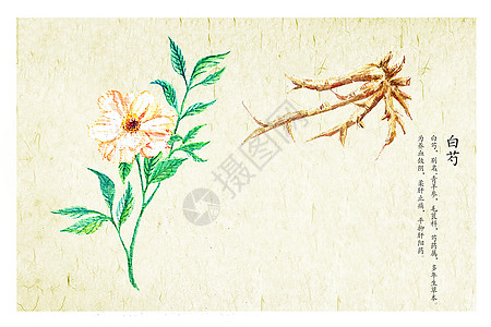 凉茶药材插画_凉茶药材卡通_凉茶药材插图_手绘_板绘_摄图网