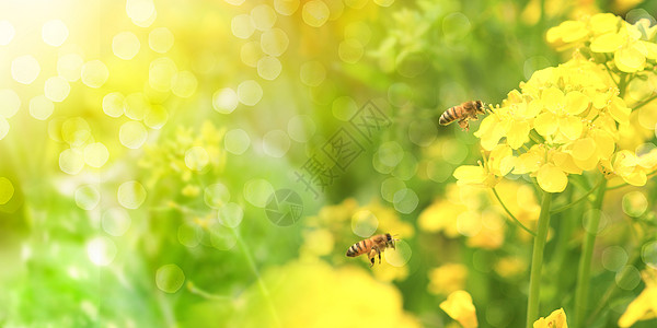 蜜蜂油菜花春天设计图片