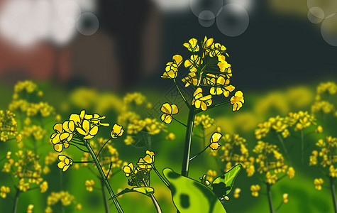 春天的油菜花背景图片