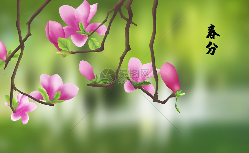 Hd限定玉蘭花 すべての美しい花の画像 Hd限定玉蘭花 すべての美しい花の画像