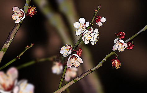 春天桃花桃花盛开插画