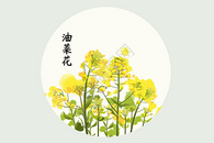 油菜花插画图片