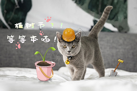 猫咪也来种树啦高清图片