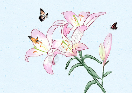百合花和蝴蝶图片