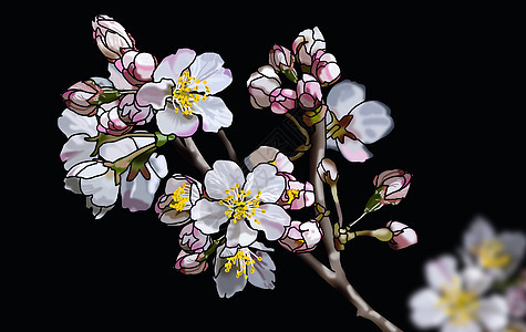 美丽的盛开的樱花背景图片