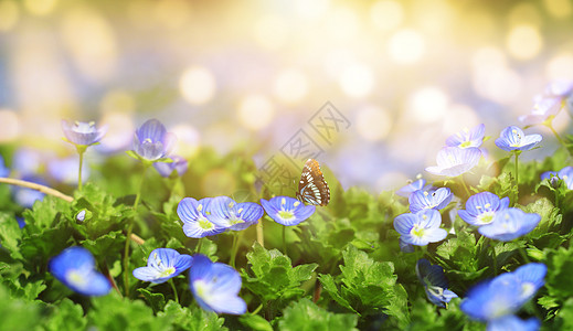 鲜花绿叶春天花朵设计图片