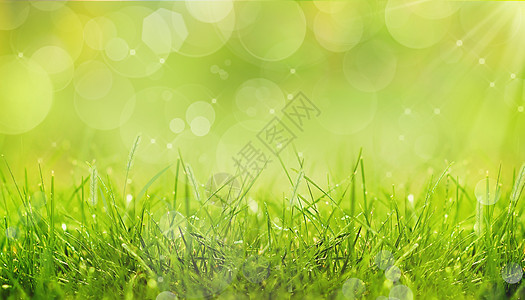 春天的绿色草地背景图片