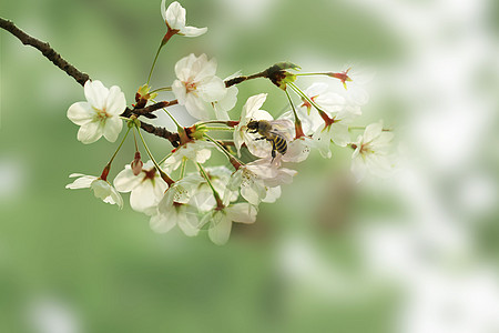 春季樱花风景背景图片